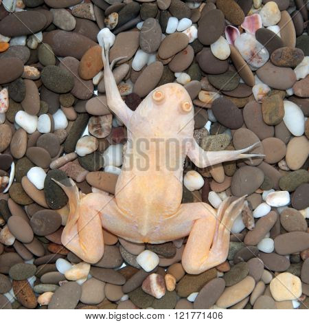 Xenopus laevis (African clawed frog). White frog