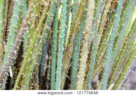 Prickles