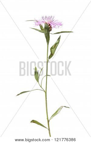Brownray Knapweed isolated on white