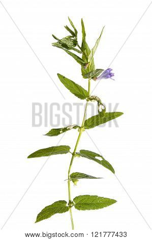 Common skullcap (Scutellaria galericulata) isolated on white