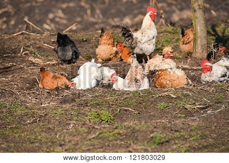 Hens Taking A Dust Bath At The Farm On A Warm Day