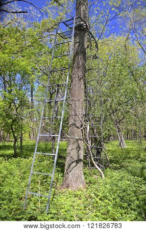 Deer stand in the woods