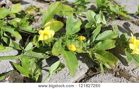 Yellow Jasmine Gelsemium sempervirens flowers winding bush