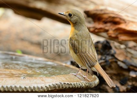 beautiful female hill blue flycatcher (Cyornis banyumas) possing