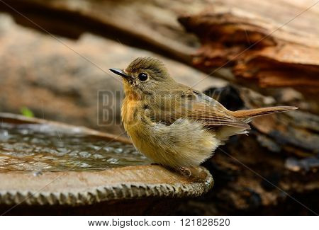 beautiful female hill blue flycatcher (Cyornis banyumas) possing
