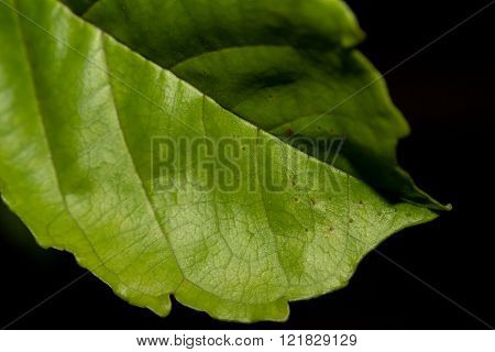 Closeup Of Green Leaf On Black Background