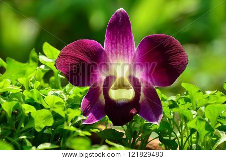 orchid in thailand