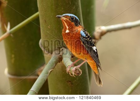 beautiful male white-throated rock-thrush in Thai forest