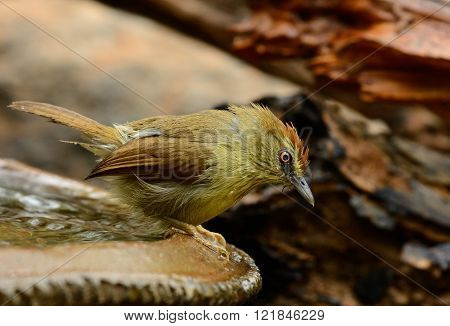 beautiful Pin-Stripeed babbler (Macronus gularis) in forest of Thailand