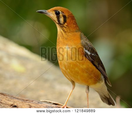 beautiful female Orange-headed Thrush (Zoothera citrina) in Thailand