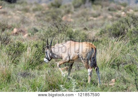 An oryx calf, Oryx gazella, in the Mountain Zebra National Park near Cradock in South Africa