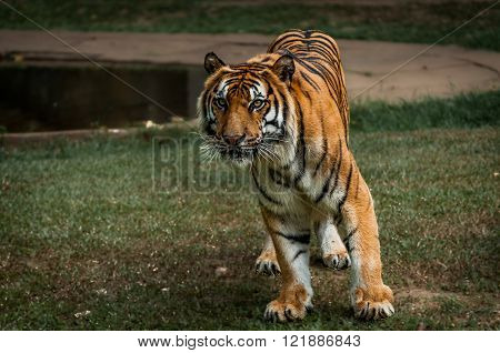 A shot of a siberian tiger ready to strike.