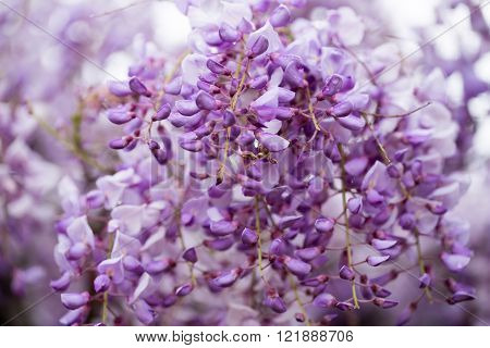 Wisteria (Wistaria, Wysteria) flowers blooms in springtime