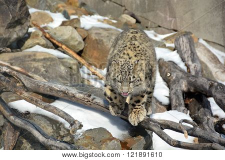 The snow leopard is a large cat native to the mountain ranges of Central and South Asia. It is listed as endangered on the IUCN Red List of Threatened Species