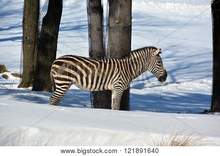 Winter time Zebras are several species of African equids (horse family) united by their distinctive black and white stripes. Their stripes come in different patterns unique to each individual.