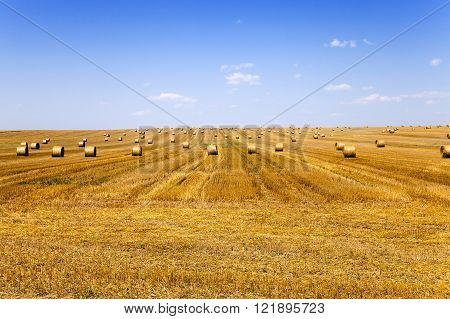 Haystacks Straw Lying In The Agricultural Field After Harvest. Summer