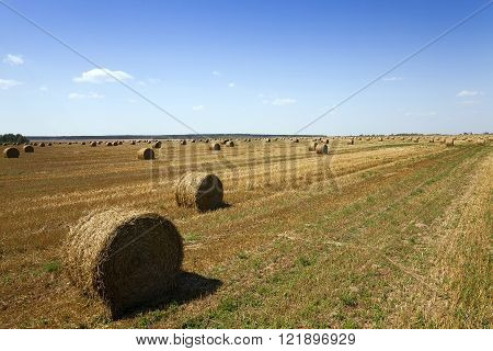 Haystacks Straw Lying In The Agricultural Field After Harvest. Summer