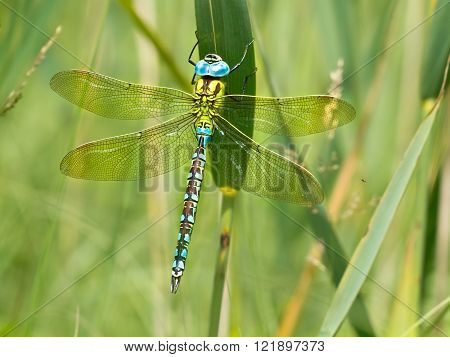 Green Hawker Dragonfly Resting On A Leaf
