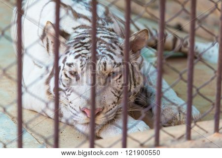 Tiger in cage of the zoo, big cat tiger, Concept: protection of animals.