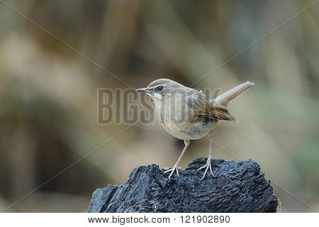 Beautiful bid Siberian Rubythroat (female) perching on branch