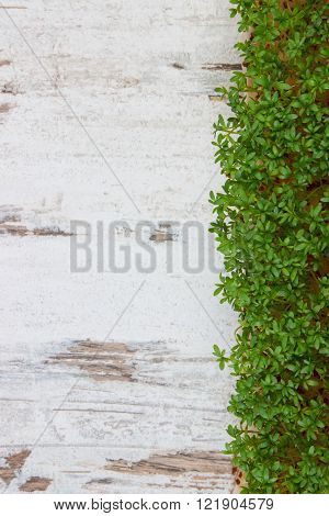 Cuckooflower, Fresh green cress on old rustic wooden background, copy space for text or inscription, decoration for Easter, healthy nutrition