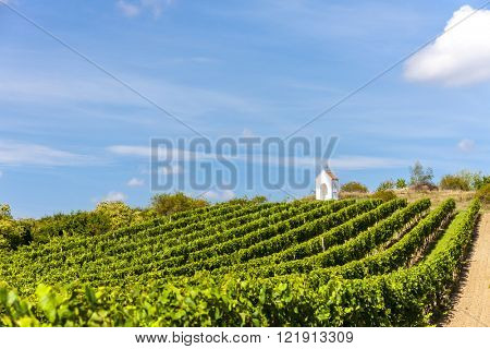wayside near Hnanice with vineyard, Southern Moravia, Czech Republic
