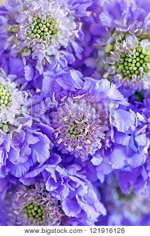 Scabious flowers close-up .Beautiful bouquet of purple flowers.