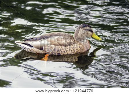 Wild duck swimming in a water with reflections