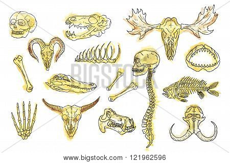Watercolor Skulls and Bones Set. Isolated on white background.