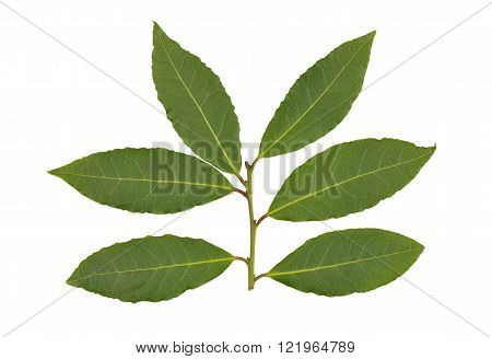 Whole fresh picked Bay or Bay Laurel leaves used in cooking to flavor dishes.