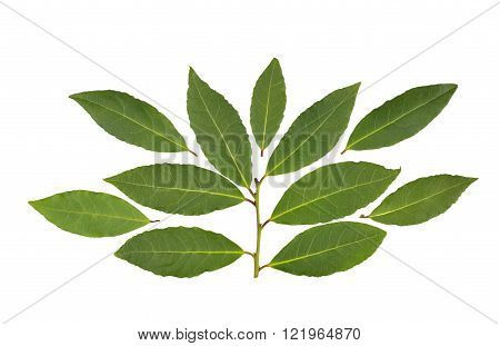Whole fresh Bay or Bay Laurel leaves used in cooking to flavor dishes.