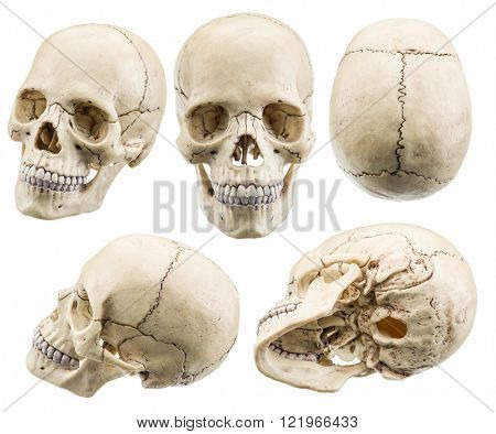 Skull model isolated on a white background. File contains clipping paths.