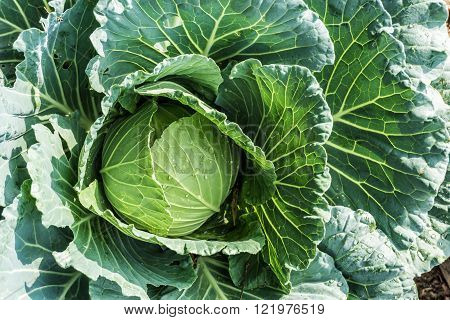 Organic Farming Of Fresh Green Cabage