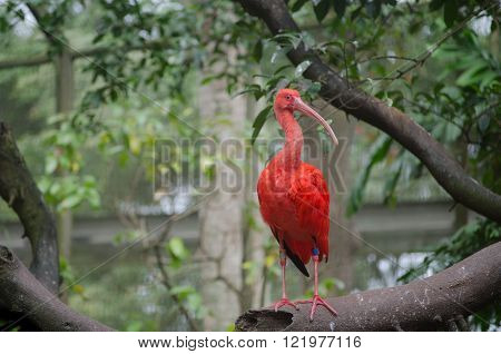 Scarlet ibis sitting on a branch in a zoo