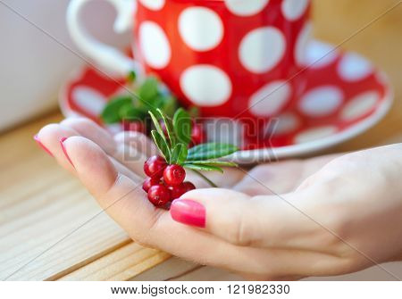 Cowberry (Vaccinium vitis idaea) in woman hands
** Note: Shallow depth of field