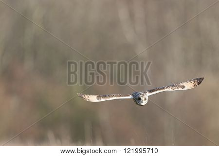 Wild Short eared owl in flight heading straight forward (Asio flammeus)
** Note: Visible grain at 100%, best at smaller sizes