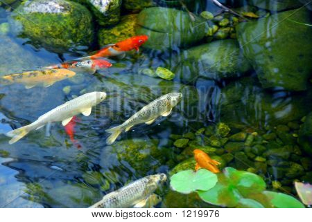 Koi Dam