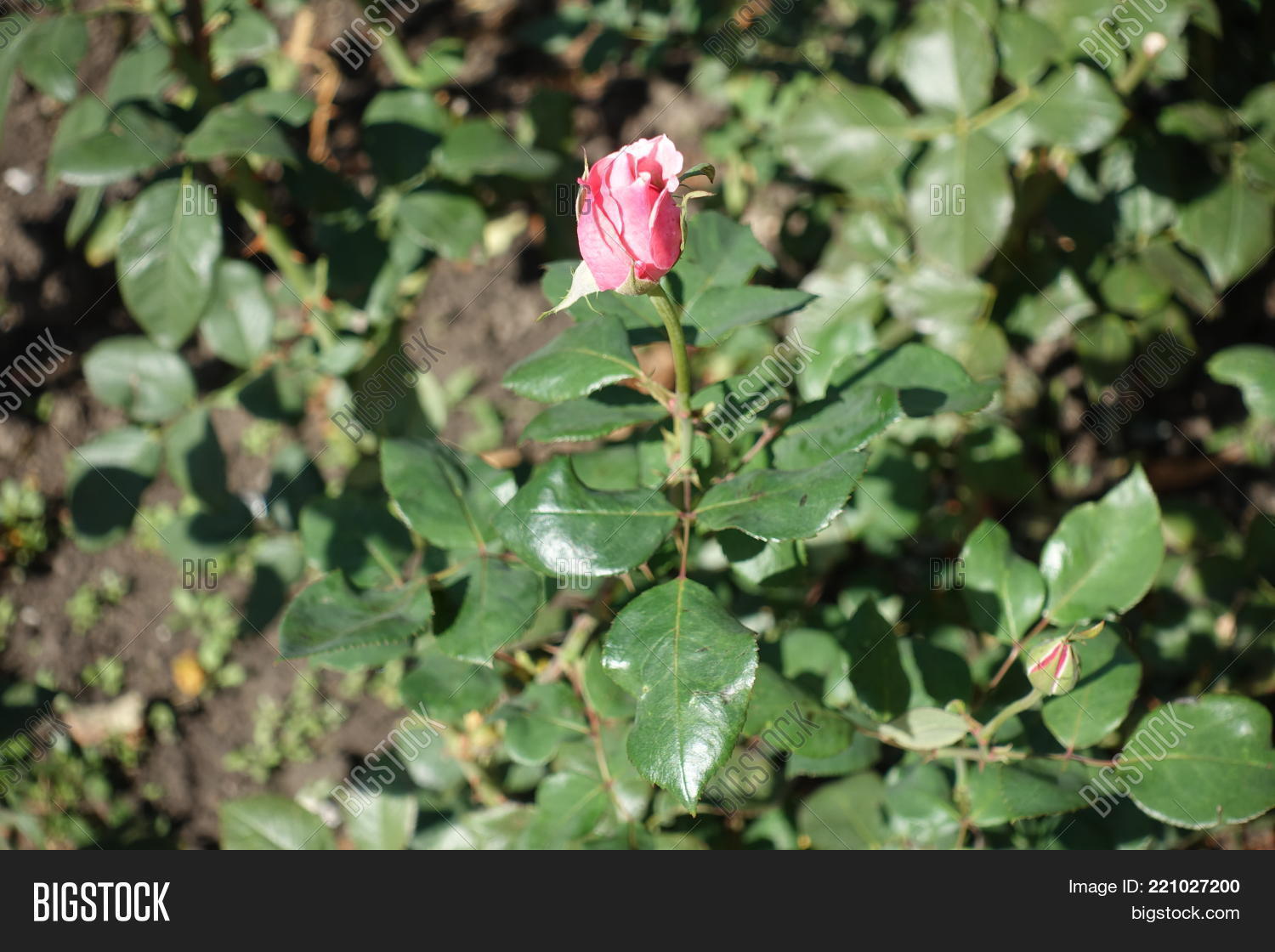 Image Preview