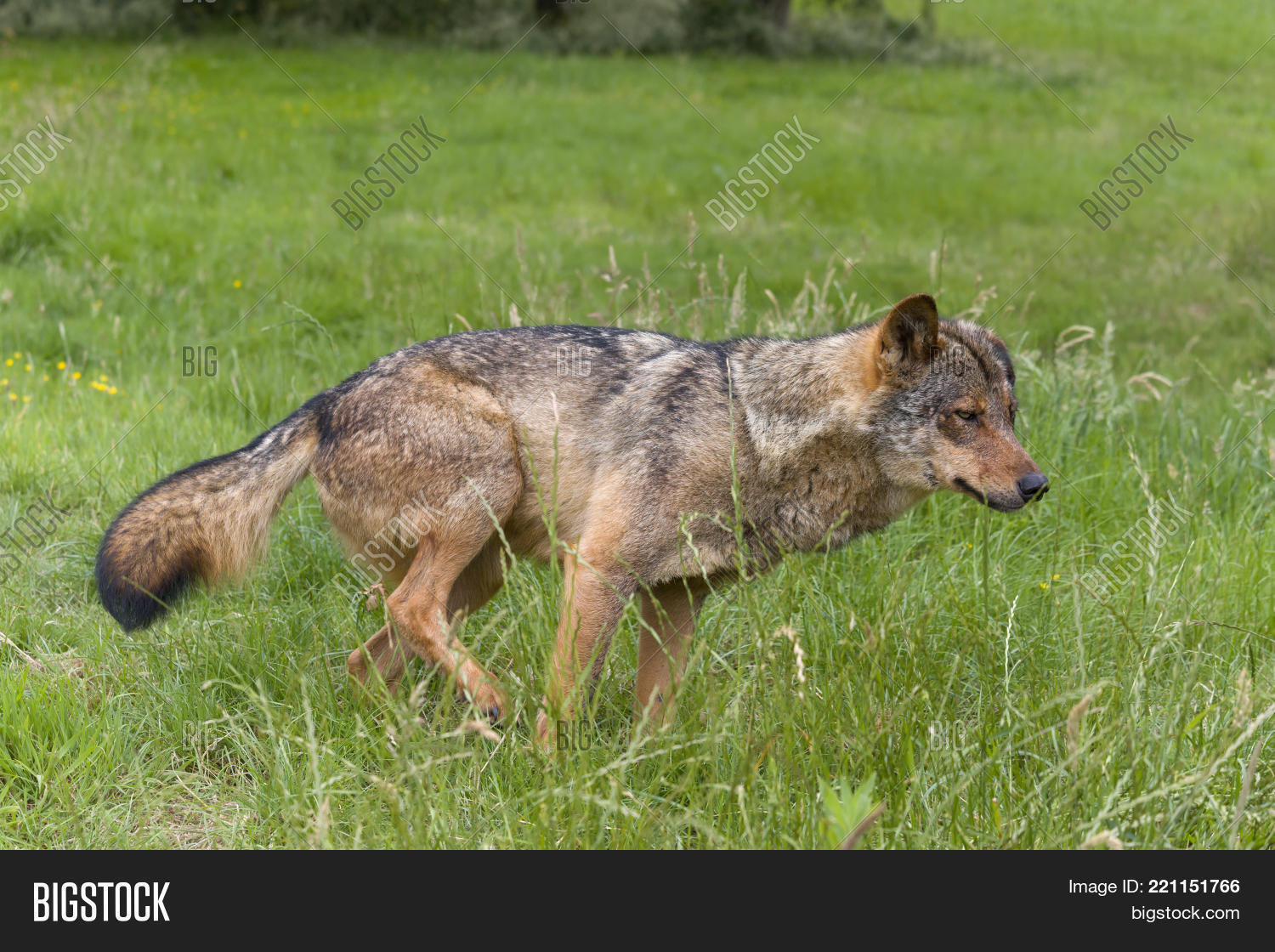 Iberian Wolf