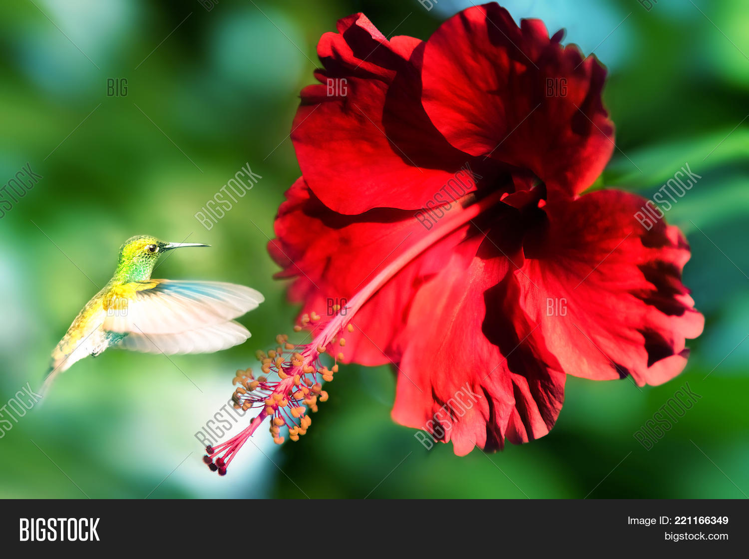 Image Preview