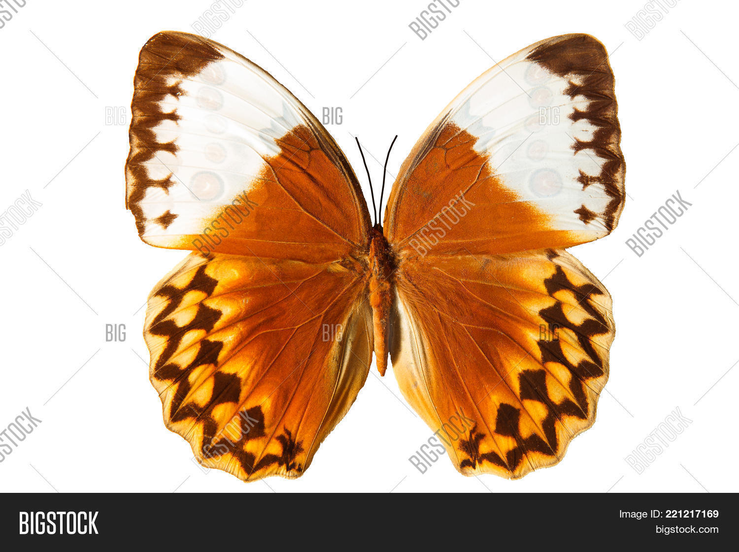Image Preview