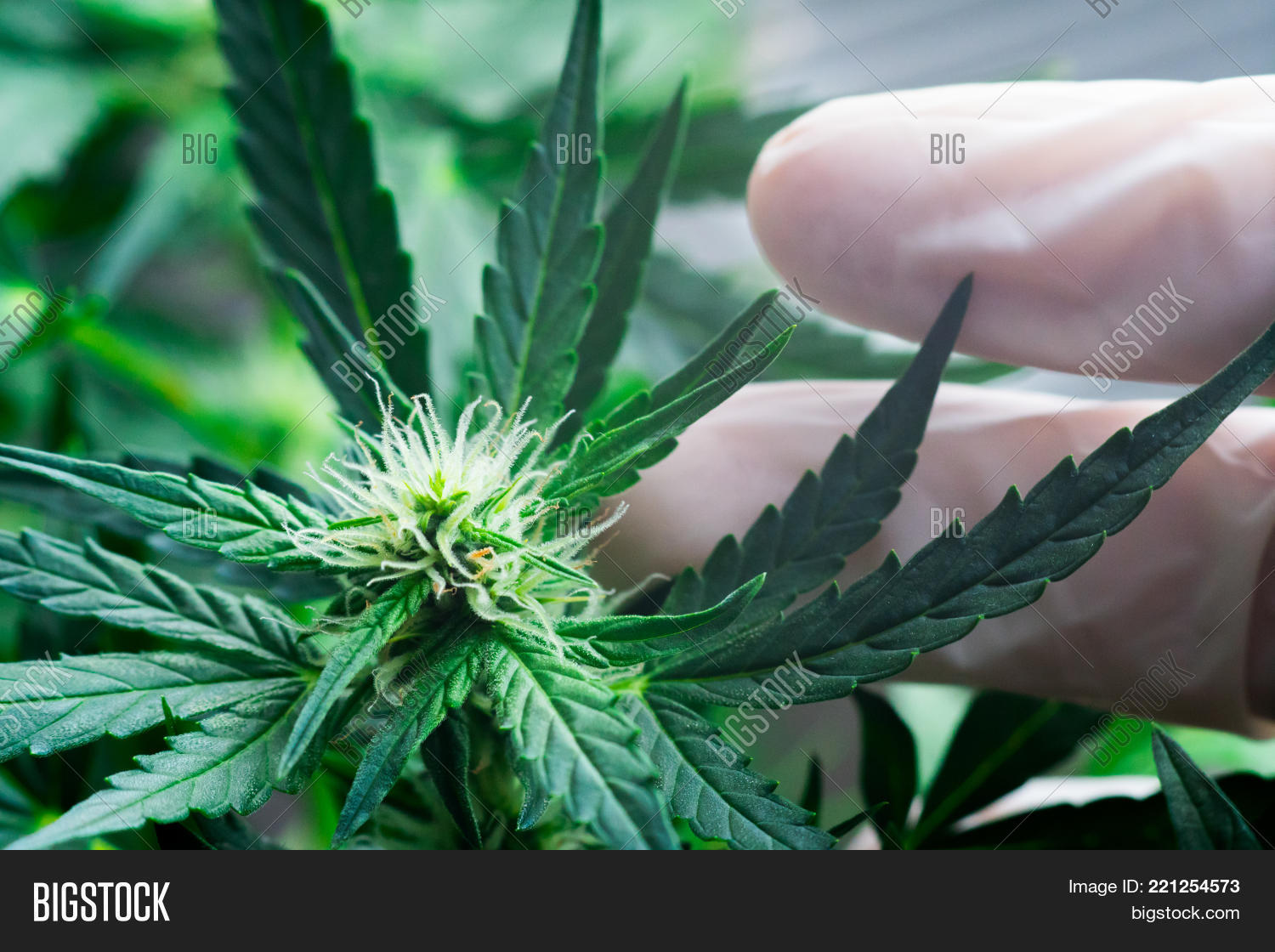Marijuana Macro Flower Image Photo Free Trial Bigstock Bhang is one of the most common ways of enjoying cannabis in the country and it is used both for the ayurveda rituals (traditional indian medicine) and for the celebration of some festivals.