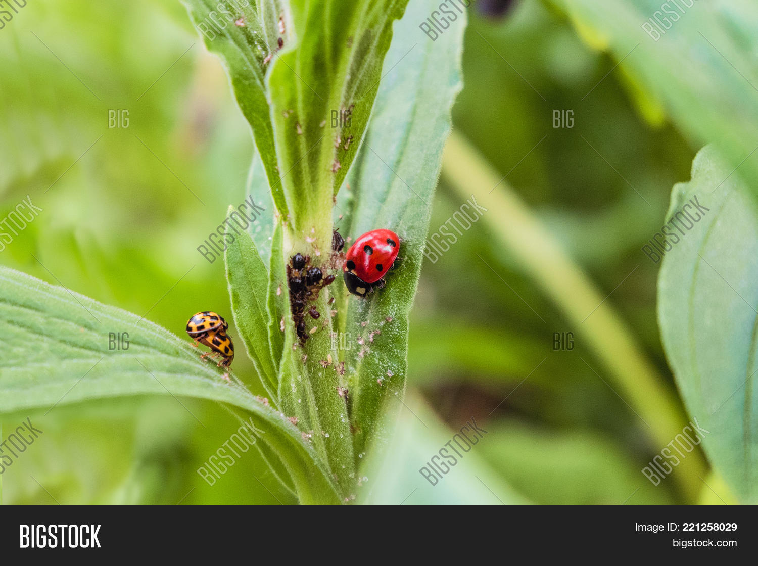 Red Yellow Spotted Image & Photo (Free Trial) Bigstock