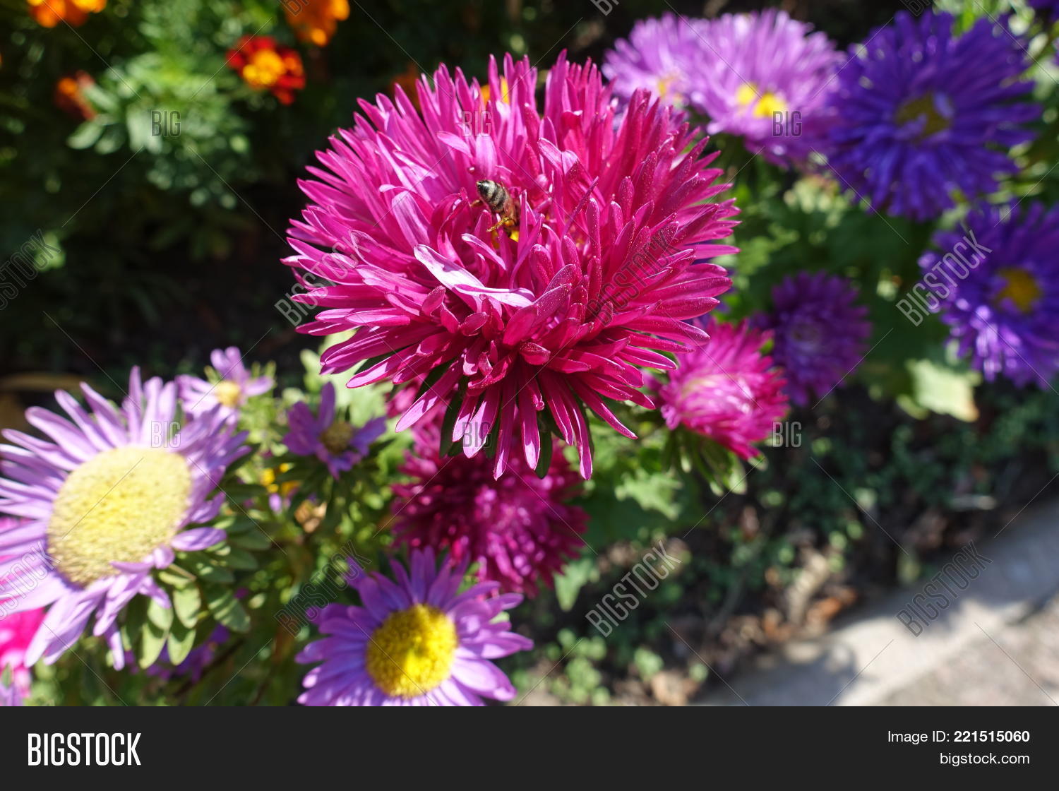Image Preview