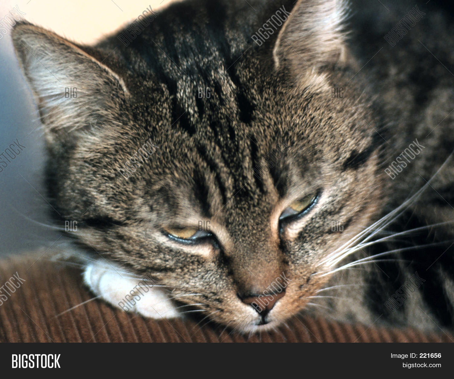 Image Preview