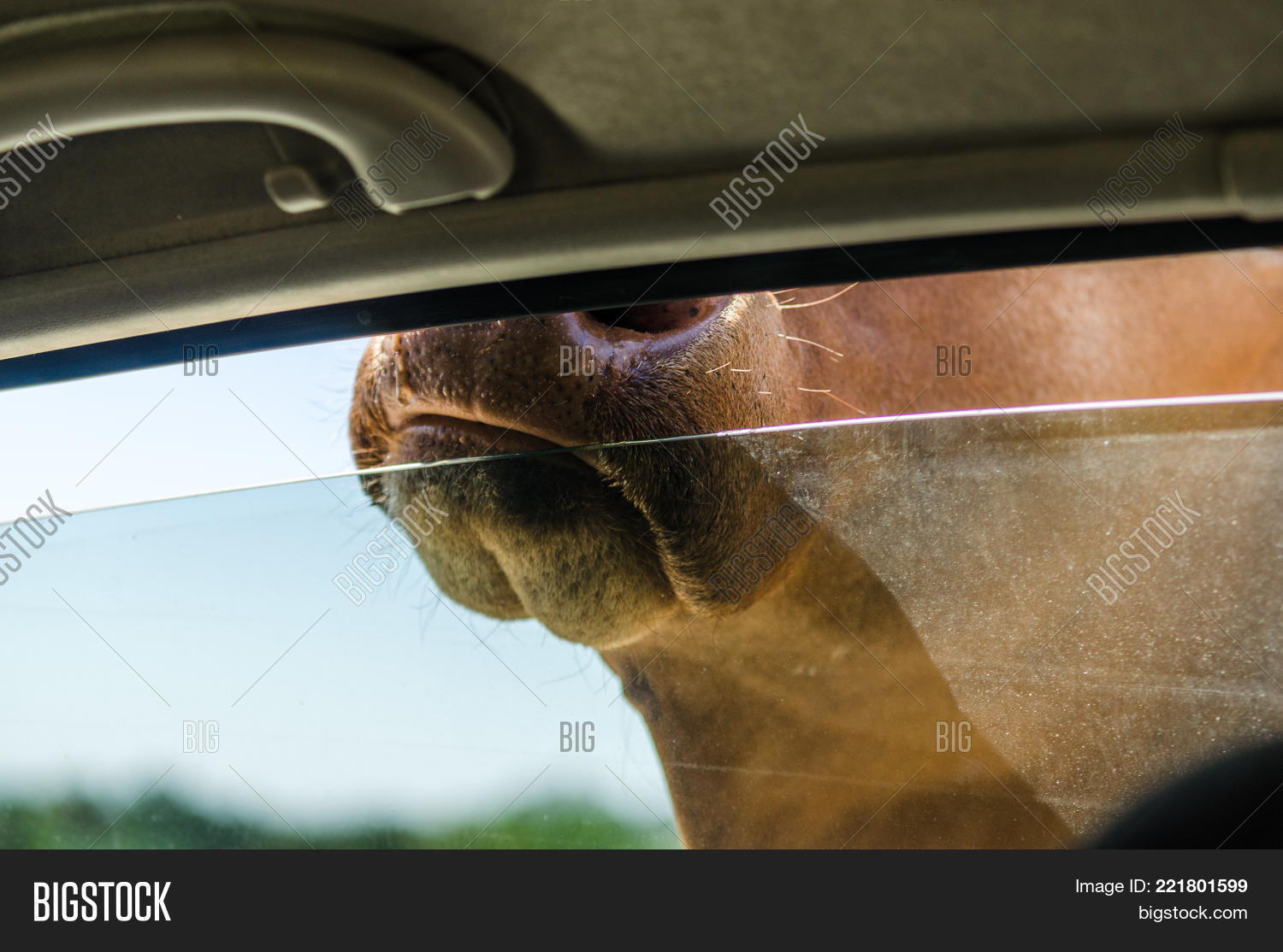 Image Preview