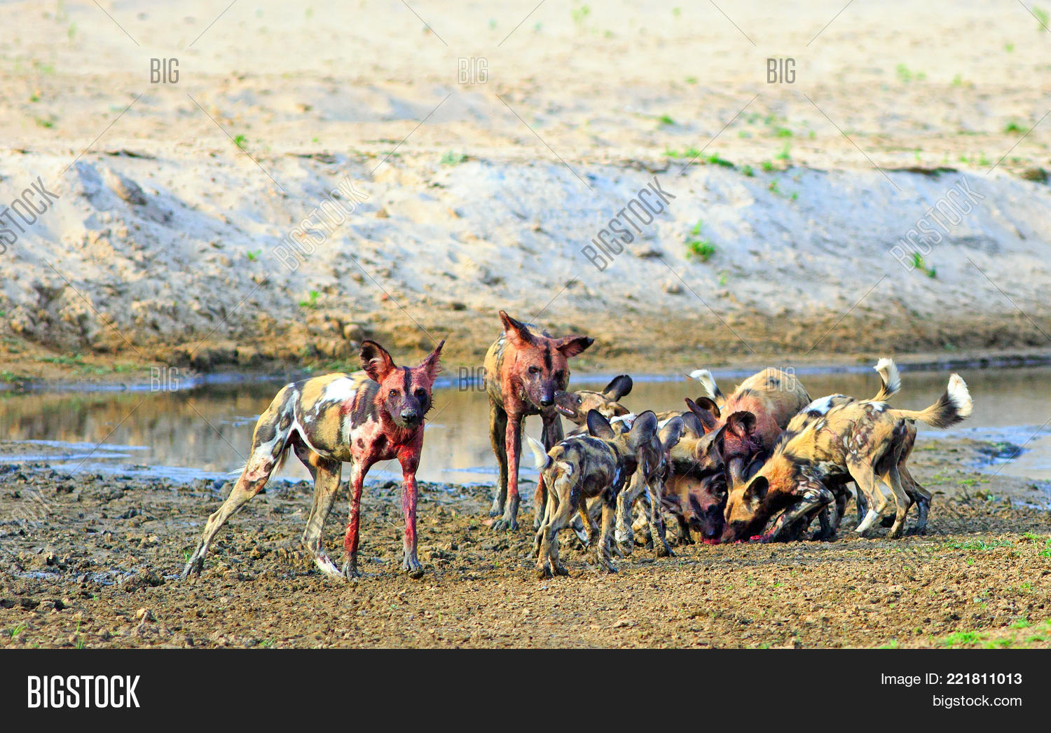 pack-african-wild-dogs-image-photo-free-trial-bigstock