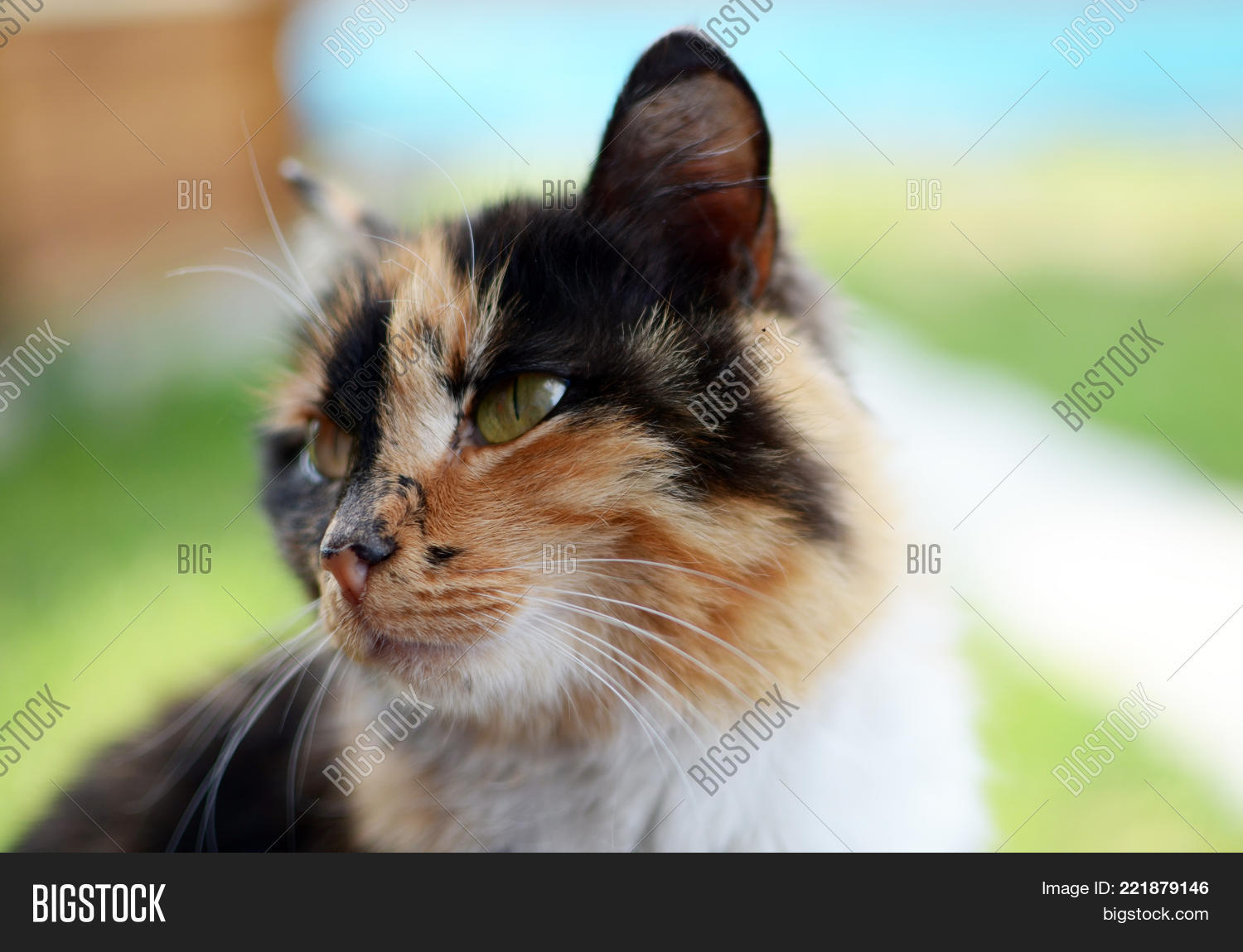 Image Preview