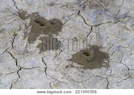 Ant's nest on the ground and the ground cracked.