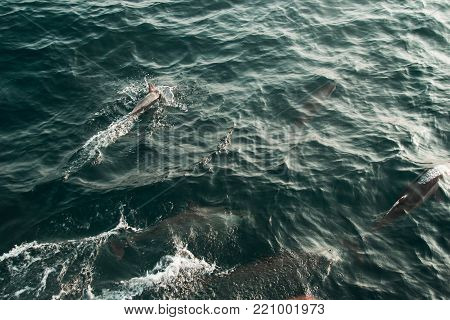Pod wild spinner dolphin swimming in indian ocean. Wildlife nature background. Space for text. Adventure eco tourism.